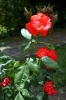rosa_fred_loads1