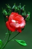 rosa_fred_loads2