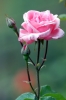 rosa_queen_elizabeth2