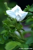 rugosa1