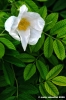 rugosa2