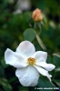 sally_holmes1