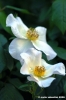 sally_holmes2
