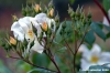 sally_holmes3