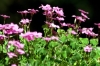 trifoglio_fiorito02