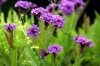 verbena_venosa1