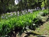 viale_dei_colli003