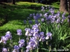 viale_dei_colli008