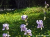 viale_dei_colli010