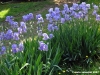 viale_dei_colli015