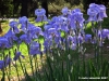 viale_dei_colli019