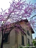 viale_dei_colli041