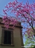 viale_dei_colli043
