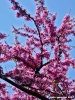 viale_dei_colli044