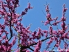 viale_dei_colli046