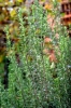 mercatale34_021027