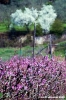 alberi_frutta2