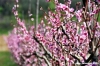 alberi_frutta3