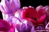 anemone01