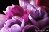 anemone03
