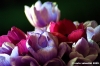 anemone05