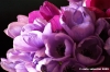anemone06