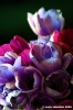 anemone08