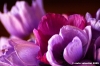 anemone09