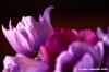 anemone10
