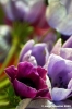 anemone12