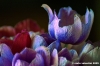 anemone13