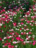anemoni1_040613