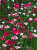 anemoni2_040613