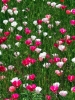 anemoni3_040613