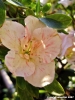 azalea02
