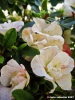 azalea03