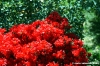 azalea1