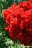 azalea2
