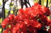 begonie01_030422