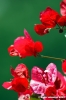 bouganvillea1
