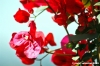 bouganvillea3