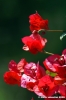 bouganvillea4