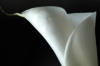 calla01