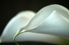 calla03