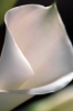 calla04