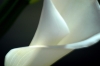calla05
