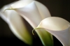 calla14