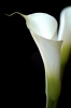 calla18