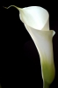 calla21