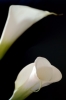 calla22
